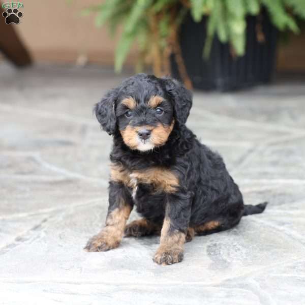 Dakota (F1 B), Cavapoo Puppy